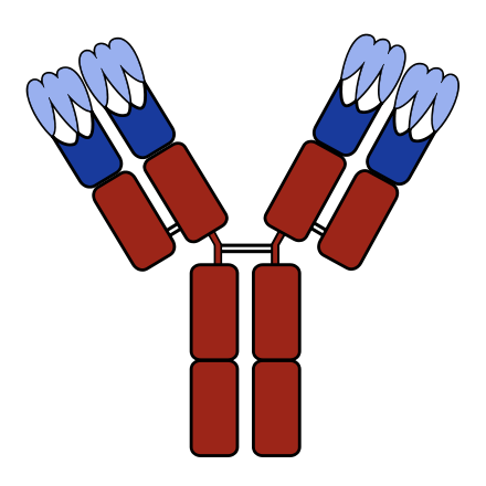 440px-Antibody_with_CDRs.svg